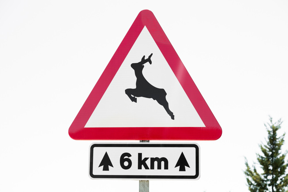 Cikk képe
